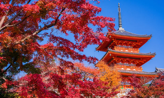 紅葉に囲まれた寺院で楽しむ季節限定の体験
